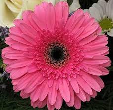 Pink Calendula Flower Seeds for Planting – Colorful Display Heirloom, Non-GMO, High Germination Organic Garden Seeds