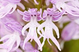 Orchis Italica Flower Seeds for Planting – Colorful Display, Heirloom Non-GMO High Germination Organic Garden Seeds