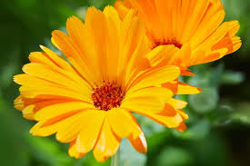 Calendula Officinalis Flower Seeds for Planting – Heirloom & Non-GMO Medicinal and Edible Garden Blooms