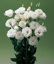 White Lisianthus Flower Seeds for Planting – Pollinator Friendly, Heirloom, Non-GMO Seeds for Home Garden
