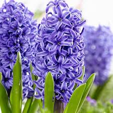 Hyacinth Flower Seeds for Planting – Sun Loving Heirloom Non-GMO Organic Garden Seeds