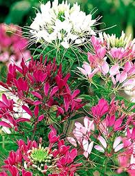 Heirloom Cleome Flower Seeds for Planting – Non-GMO, Pollinator Friendly, High Germination
