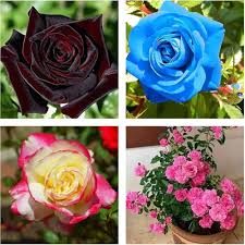 RoseFlower Seeds for Planting – Heirloom, Non-GMO, High Germination Organic Garden Seeds