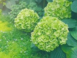 Green Hydrangea Flower Seeds for Planting – Seasonal Bloomer Heirloom, Non-GMO, High Germination Garden Seeds