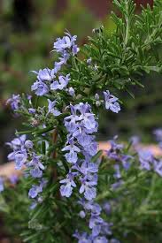 Violet Rosemary Flower Seeds for Planting – Heirloom, Non-GMO, High Germination Organic Garden Seeds