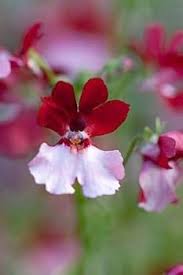 Red White Nemesia Strumosa Flower Seeds for Planting | Heirloom Non-GMO High Germination