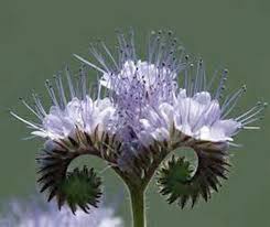 Phacelia Flower Seeds for Planting – Heirloom, Non-GMO, Vibrant Colors Organic Garden Seeds