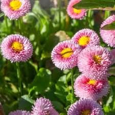 Pink Bellis Flower Seeds for Planting – Heirloom, Non-GMO, Premium Organic Garden Seeds