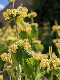 Sage Jerusalem Flower Seeds for Planting – Perfect for Borders, Heirloom, Non-GMO, High Germination Garden Seeds