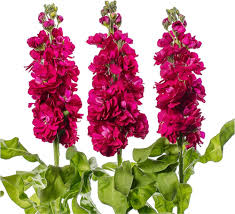 Pink Matthiola Flower Seeds for Planting Heirloom Non-GMO High Germination Organic Garden Seeds