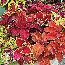 Heirloom Coleus Flower Seeds – Non-GMO, High Germination Organic Garden Seeds