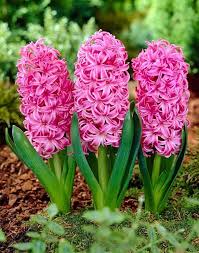 Hyacinth Flower Seeds for Planting – Heirloom, Non-GMO, Shade Tolerant, High Germination