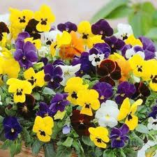 Tricolor Pansy Flower Seeds for Planting | Heirloom Non-GMO High Germination