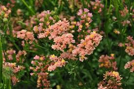 Heirloom Limonium Flower Seeds for Planting – Seasonal Bloomer, Non-GMO, High Germination Organic Garden Seeds