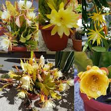 Yellow Epiphyllum Flower Seeds for Planting Heirloom Non-GMO High Germination Organic Garden Seeds