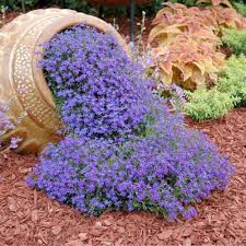 Alyssum Royal Carpet Flower Seeds – Heirloom, Non-GMO, Seasonal Bloomer Organic Seeds for Planting