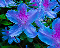 Blue White Azalea Flower Seeds for Planting – Heirloom, Non-GMO, High Germination Organic Garden Seeds