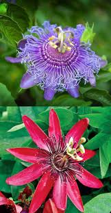 Mixed Colour Passiflora Flower Seeds – Heirloom, Non-GMO, High Germination Organic Garden Seeds