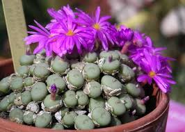 Conophytum Flower Seeds for Planting – Heirloom, Non-GMO, High Germination Organic Garden Seeds