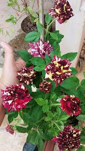 Heirloom Abracadabra Flower Seeds – Non-GMO, High Germination Organic Garden Seeds