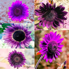 Purple Sunflower Flower Seeds for Planting – Heirloom, Non-GMO Sun-Loving Organic Garden Seeds