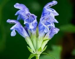Dracocephalum Flower Seeds for Planting – Easy to Grow, Heirloom, Non-GMO, High Germination Garden Seeds