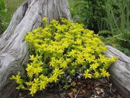 Yellow Moss Stonecrop Flower Seeds for Planting – Heirloom, Non-GMO, Seasonal Organic Garden Seeds