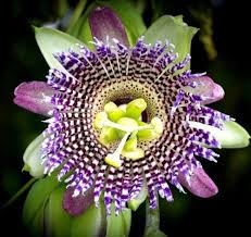 Sweet Grenadilla Passiflora Flower Seeds – Heirloom, Non-GMO, High Germination Organic Garden Seeds