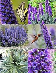 Madeira Flower Seeds for Planting | Heirloom Non-GMO High Germination