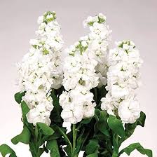 White Matthiola Incana Flower Seeds for Planting – Wildflower Mix Heirloom Non-GMO Garden Seeds