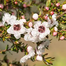 Leptospermum Scoparium Flower Seeds for Planting – Hardy Heirloom Non-GMO High Germination Garden Seeds