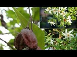 Heirloom Coral Flower Seeds for Planting – Shade Tolerant, Non-GMO, High Germination Organic Garden Seeds