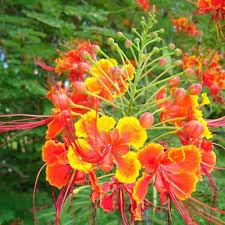 Caesalpinia Pulcherrima Flower Seeds for Planting – Drought Tolerant, Heirloom, Non-GMO, High Germination Garden Seeds