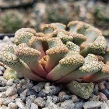 Sea Green Titanopsis Hugo-Schlechteri Flower Seeds for Planting – Heirloom, Non-GMO, Garden Favorite Organic Garden Seeds