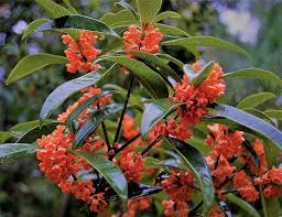 Heirloom Osmanthus Tree Flower Seeds for Planting – Easy to Grow, Non-GMO, High Germination Organic Garden Seeds