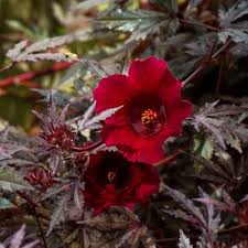 Cranberry Hibiscus Flower Seeds for Planting – Heirloom, Non-GMO, Hardy Variety