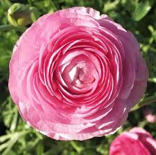 Light Pink Ranunculus Flower Seeds for Planting – Heirloom Non-GMO High Germination Organic Garden Seeds