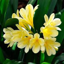 Light Yellow Natal Lily Flower Seeds for Planting | Heirloom Non-GMO Organic Garden Seeds