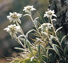 White Edelweiss Flower Seeds for Planting – Heirloom, Non-GMO, High Germination Organic Garden Seeds