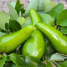 Fruit Seeds,Garden seeds, Seeds For Planting,Plant Seeds