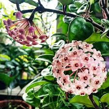 Heirloom Hoya Orchid Flower Seeds for Planting – Low Maintenance, Non-GMO, High Germination Organic Garden Seeds
