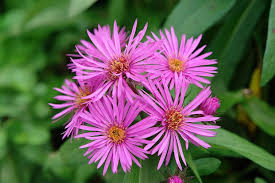 Purple Aster Novae Angliae Flower Seeds for Planting – Sun Loving, Heirloom, Non-GMO, High Germination Organic Garden Seeds