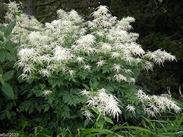 Aruncus Dioicus Flower Seeds for Planting – Long Bloom Season, Heirloom, GMO Free Organic Garden Seeds