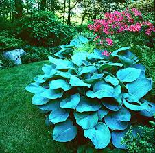 Hosta Perennial Flower Seeds for Planting Heirloom Non-GMO High Germination Organic Garden Seeds