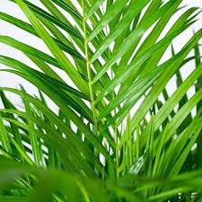 Green Chrysalidocarpus Lutescens Flower Seeds for Planting – Heirloom Non-GMO High Germination Organic Garden Seeds