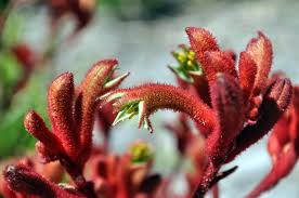 Anigozanthos Flower Seeds for Planting – Low Maintenance, Heirloom, Non-GMO, Organic Garden Seeds