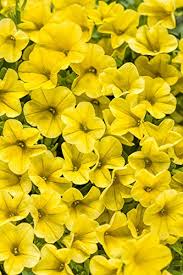 Yellow Superbells Calibrachoa Flower Seeds for Planting – Heirloom, Non-GMO, Cut Flower Favorite Organic Seeds