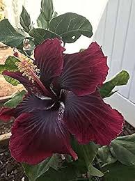 Marron Hibiscus Flower Seeds for Planting - Heirloom, Non-GMO, High Germination Organic Garden Seeds