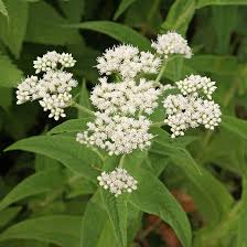 Heirloom Eupatorium Flower Seeds for Planting – Wildflower Mix, Non-GMO, High Germination Organic Garden Seeds