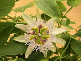 Yellow Passion Flower Seeds for Planting | Heirloom Non-GMO Organic Garden Seeds, High Germination